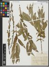 Foto von Salix alba L. x Salix fragilis L.